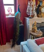 Paon taxidermie  / opgezette, Antiek en Kunst, Ophalen