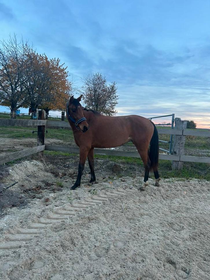 Super betrouwbare 3 jarige merrie, Dieren en Toebehoren, Paarden, Merrie, Zadelmak, 160 tot 165 cm, 3 tot 6 jaar, Dressuurpaard