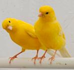 Gele kanaries, Dieren en Toebehoren, Vogels | Kanaries, Meerdere dieren, Kleurkanarie