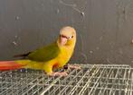 Jonge mannelijke Molina's parkiet (Pyrrhura), Dieren en Toebehoren, Vogels | Parkieten en Papegaaien, Mannelijk, Geringd