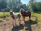Schetlander merrie met hengstenveulen, Dieren en Toebehoren, Paarden, Merrie