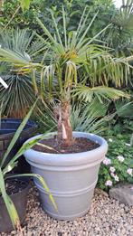 palmboom trachycarpus fortunei, Jardin & Terrasse, Plantes | Arbres, En pot, Moins de 100 cm, Enlèvement, Ombre partielle