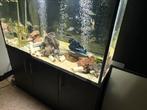 Aquarium 120 lang 70 diep 75 hoog, Ophalen, Zo goed als nieuw