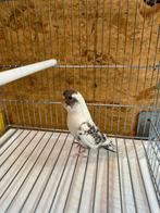 Black face panaché perruche, Dieren en Toebehoren, Ophalen of Verzenden