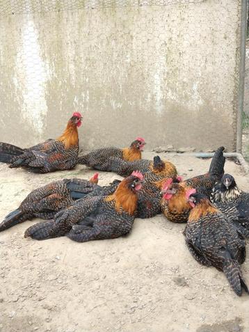 Zottegemse hanen goudgeband te koop, Plusieurs animaux, Poule ou poulet