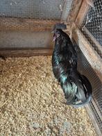 Ayam cemani, Dieren en Toebehoren, Vogels | Duiven