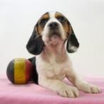 Beagle - Belgische pups te koop, Dieren en Toebehoren, Honden | Beagles, Bassets en Lopende honden, België, Beagle, Handelaar