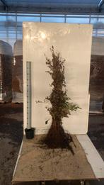 Fagus Sylvatica purpurea, Haagplant blote wortel (rode beuk), Tuin en Terras, Planten | Struiken en Hagen, Haag, Ophalen