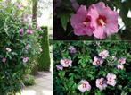 2 hibiscus  in POT         hoogte 65 cm, Jardin & Terrasse, Enlèvement