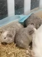 Baby caviaatjes 10 euro/stuk mogen weg vanaf 25 oktober, Dieren en Toebehoren, September, Cavia