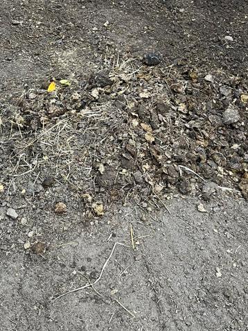 Gratis paardenmest, Enlèvement ou Envoi, Fumier