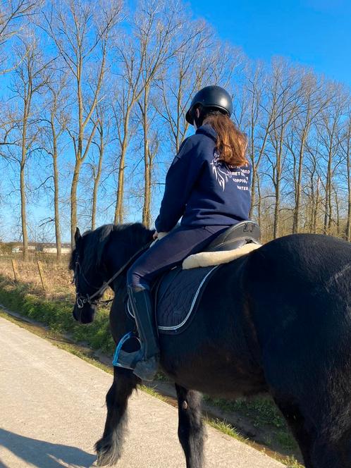 Lessen aangeboden met onze paarden, Dieren en Toebehoren, Paarden