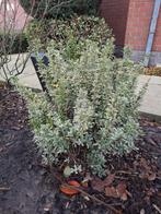 Kardinaalshoed struikje, Ophalen, Struik