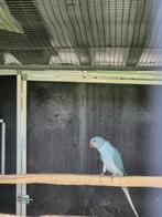 halsbandparkiet 2025 pop blauw opaline witkopwitstaart, Dieren en Toebehoren, Vrouwelijk, Parkiet, Geringd