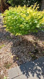 Japanse Esdoorn (acer), Tuin en Terras, Planten | Bomen, Ophalen