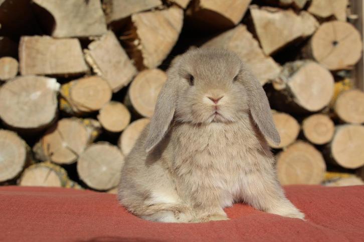 Zeer lieve en aanhankelijke nhd dwergkonijntjes, Dieren en Toebehoren, Konijnen, Dwerg, Mannelijk, 0 tot 2 jaar, Hangoor
