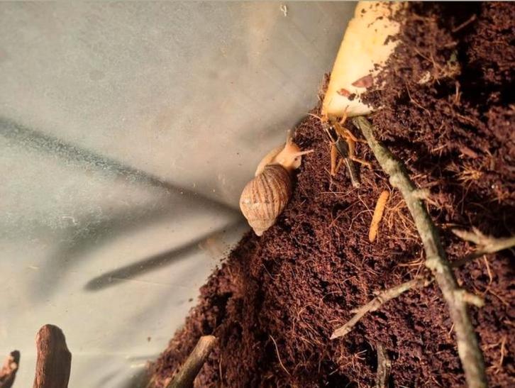 Jonge ghanese tijgerslakken, Dieren en Toebehoren, Insecten en Spinnen