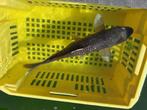 zwarte koi, Dieren en Toebehoren, Vissen | Vijvervissen, Karper of Koi