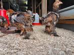 Jonge Brahma hanen meerzomig patrijs uit tentoonstellingsfok, Dieren en Toebehoren, Pluimvee, Meerdere dieren