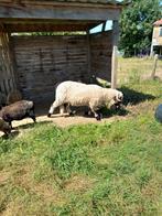 Waliser schaap te koop vrouwelijk 2 jaar