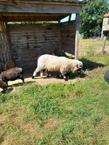 Waliser schaap te koop vrouwelijk 2 jaar beschikbaar voor biedingen