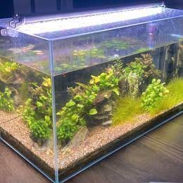 Aquarium ADA 60 L, Animaux & Accessoires, Poissons | Aquariums & Accessoires, Comme neuf, Aquarium d'eau douce rempli, Enlèvement ou Envoi