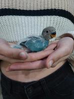 Roseicollie baby handtam, Tam