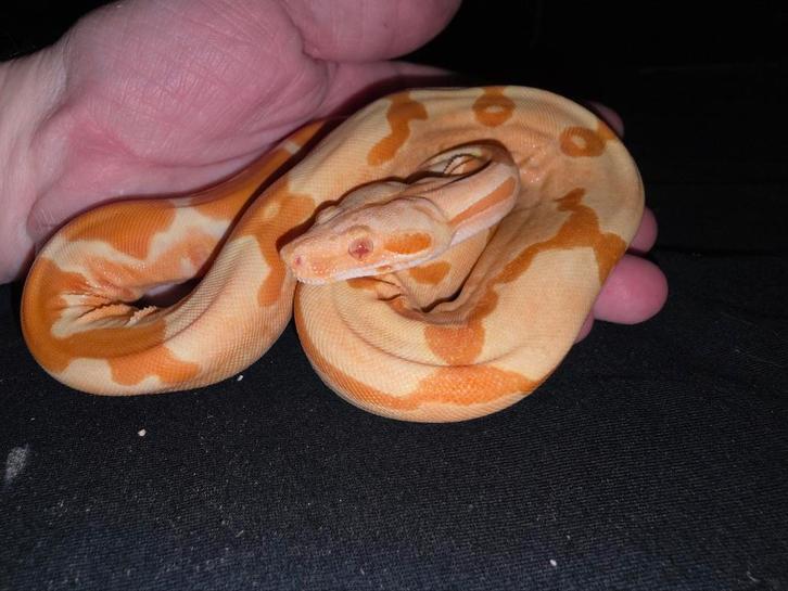 Sunglow IMG le caniche anery baby female, Animaux & Accessoires, Reptiles & Amphibiens, Serpent, 0 à 2 ans, Domestique