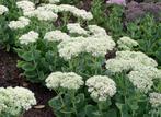 Sedum spectabile 'Stardust' of witte Hemelsleutel, Tuin en Terras, Planten | Tuinplanten, Ophalen, Herfst, Vaste plant, Volle zon