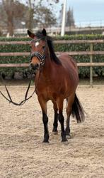 TOP BRAVE KINDERPONY, Dieren en Toebehoren, Pony's, Merrie, B, Gechipt, C pony (1.27m tot 1.37m)