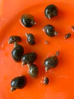 Puntige blaashoornslakken, Escargot ou Mollusque