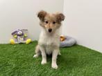 Shetland Sheepdog pups, Dieren en Toebehoren, 8 tot 15 weken, CDV (hondenziekte), Meerdere, Meerdere dieren
