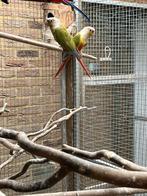 Pyrrhura koppel met certificaat, Dieren en Toebehoren, Vogels | Parkieten en Papegaaien