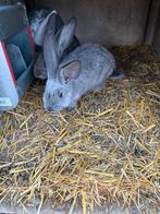 Duitse reuzen rammelaars, Mâle, Grand, 0 à 2 ans