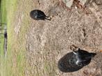 2 zwarte Quessant schapen ram, Dieren en Toebehoren, Schapen, Geiten en Varkens, Schaap