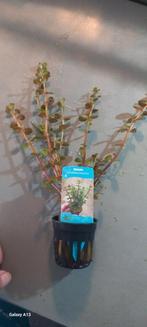 Jus d'orange Rotala Rotundifolia, Plante(s), Pierre ou Bois, Enlèvement ou Envoi, Neuf