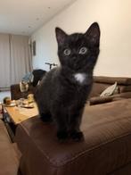 brittse kortehaar, Dieren en Toebehoren, Kater, Kortharig, 0 tot 2 jaar