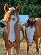 Prachtige jaarling merries Quarter, Paint, Appaloosa, Dieren en Toebehoren, Paarden