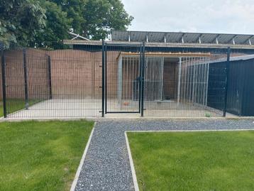 Hondenren tekoop met uitloop beschikbaar voor biedingen