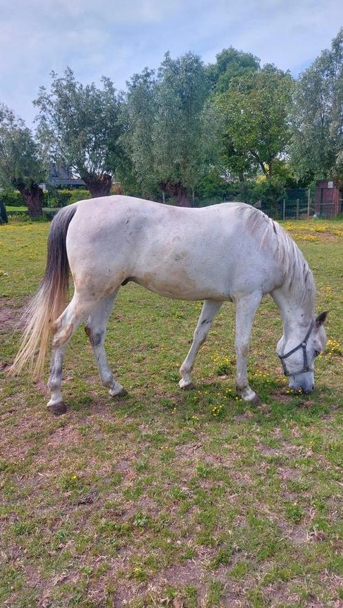Gezelschapsmaatje, weidemaatje, ruin 9 jaar, Dieren en Toebehoren, Paarden, Ruin, Zadelmak, Ontwormd