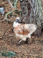 Jong naakthals zijdehoen haantje, Dieren en Toebehoren, Pluimvee