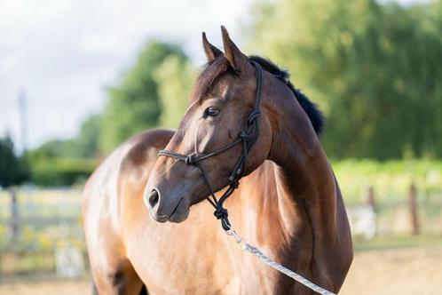 Ruin met gouden karakter, Dieren en Toebehoren, Paarden, Ruin, B, Minder dan 160 cm, 3 tot 6 jaar, Springpaard, Gechipt, Ontwormd