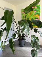 Strelizia Nicolai - très belle plante d'intérieur de grande, Ombre partielle, En pot, Plante verte, 200 cm ou plus