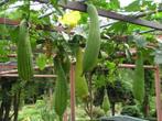 Natuurspons luffa loofah plant zelf kweken, Tuin en Terras, Planten | Tuinplanten, Ophalen of Verzenden
