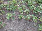 Aardbeiplanten gorella 100st, Tuin en Terras, Ophalen of Verzenden