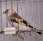 Major putter pop, Animaux & Accessoires, Oiseaux | Oiseaux Autre, Femelle, Oiseau chanteur sauvage, Bagué