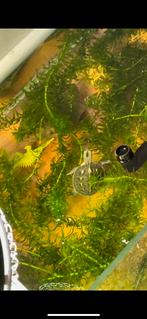 Water schildpadden, Dieren en Toebehoren, Vissen | Aquariumvissen
