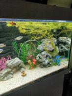 Aquarium juwel 350l, Dieren en Toebehoren, Ophalen
