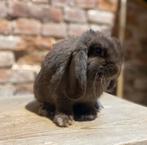 Minilop rammelaar, Dieren en Toebehoren, Mannelijk, Dwerg, Hangoor, 0 tot 2 jaar