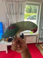 Alexanderparkiet, Dieren en Toebehoren, Tam